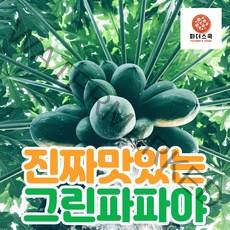 프리미엄 선물용 그린 파파야 쏨땀 생과일 필리핀 직수입 파파야, 프리미엄 파파야 1.5kg(3개입)