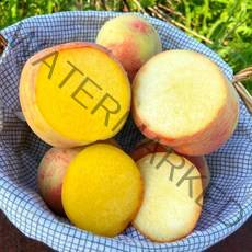 청도 딱딱이복숭아 백도/황도 10과 미친당도, 황도-특대과(10과) 3.3kg내외