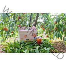 100% 복숭아를 갈아만든 황도복숭아 백도복숭아즙 100ml 50포 임산부선물 어린이간식, 황도복숭아즙 100ml 50포