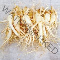 22년 햇수삼!! 삼키우는마을 고려수삼 세척 무세척 수삼 가정용, 03.난25-700g-무료세척