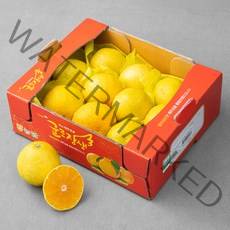 귤로장생 GAP 제주농협 황금향, 2kg(10~13입), 1박스