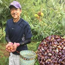 2022년 공주 햇밤 첫 출하 대자(2번) 알밤 맛있는 햇밤, 공주햇밤 (대) 2kg