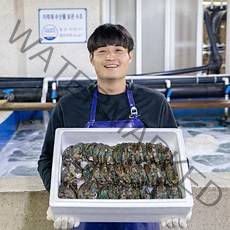 완도 직거래 활 전복 선물세트, 1개, 1kg 중(13~15미)