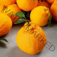 제주 한라봉 실속형 2.5kg 9-13과, 단품