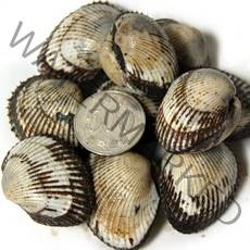 오병이어농산 [오병이어농산] 새꼬막 당일바리, 1.5kg, 새꼬막기본