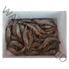 새우 1kg 80미 55미 45미 35미 내외, 새우 1kg 80미 내외