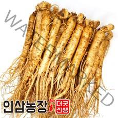 더굿진생 금산인삼 수삼 햇인삼 원수삼 삼계탕재료 가정 업소용 350g, 1개, (세척안함)알뜰형 350g(11~15뿌리)