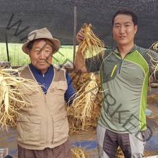 풍기인삼 5년근 6년근 인삼 9~16뿌리 미세척 수삼 1채, 1세트, 정품 원수삼 750g(10~16뿌리) 가정용 신문지포장