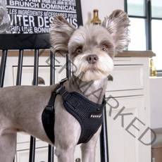 퍼피아 강아지 소프트 C 가슴줄 하네스, 블랙