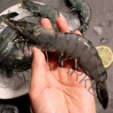 블랙타이거 새우 냉동새우 캠핑음식 요리 10미 15미 20미 25미 30미, 3.블랙타이거 새우 20미 x 1팩