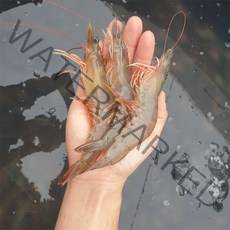 파도수산 산지직송 국내산 새우 1kg 급냉, 국내산 새우: 1kg 35~40미 내외