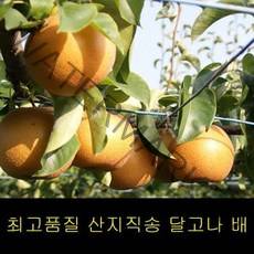 ForU659 선불세트 먹골배 과일배 황금배 배농장 선물용배 나주신고배 나주배가격 햇배, 상세페이지 참조
