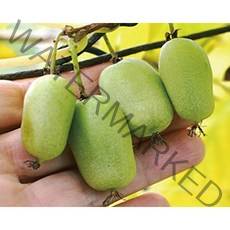 (나무농장) 왕다래(용성2호) 삽목2년 4치포트