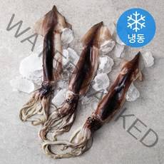 비비수산 국내산 동해안 초코 오징어 대 3미 (냉동), 900g, 1개