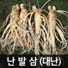 청명네이처 금산인삼 수삼(난발삼) 대난(375g) (5~6뿌리), 1개, 375g