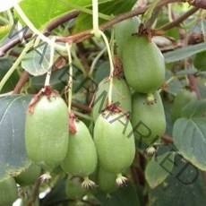 같이가치농원 다래나무 일세다래 동주다래 (삽목1년포트묘)