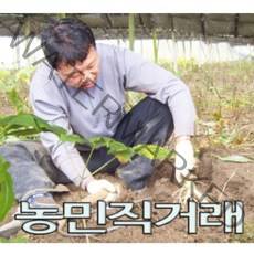 금산인삼 5년근 6년근인삼 수삼 난발삼 파삼 세척, 세척+진공포장 작은파삼300g