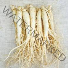 햇수삼!! 삼키우는마을 고려수삼 세척 무세척 수삼 가정용, 다.원20-700g-무료세척