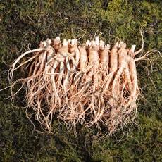 금산인삼 수삼 난발삼소 무료세척 1채 750g 18~22뿌리, 무료세척(약50g감량)