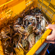 22년 직접 선별 국내산 활 꽃게 1kg 직접 경매 받아 발송