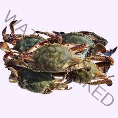 여니야미 서해안 산지직송 활 생물 꽃게 2kg, 6kg (24-30미)