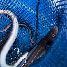 [최고의보양식] 통영 손질 장어 바다장어 대 특대 1kg 2kg 3kg 구이 구이용 진공 포장, 3. 자연산 바다장어 3kg(대)