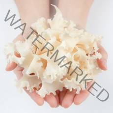 오늘수확한 국내산 특 생꽃송이버섯 1kg 수확 후 바로 발송 무농약 인증