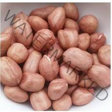 SAMARA 대양 생땅콩 알땅콩 작은알 5KG 1개 포장변경될수있음