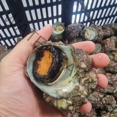 통영 판매자 산지직송 품질 100% 보장 자연산 뿔소라, 5 - 10미 / 중 - 대 사이즈 / 1kg