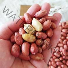 [산지직송] 좋은물과 흙이 만들어낸 땅콩! 22년 여주 햇 생 땅콩 300g, 1개