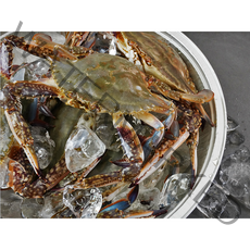 연평도 최상급 국내산 알배기 냉동 암 꽃게, 3kg(9미~15미)