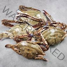 [자연별미] 조업즉시 급냉한 국내산 서해 연평도 냉동 꽃게, 급냉 숫꽃게(중)3kg