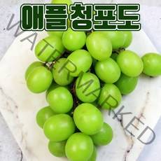 샤인머스켓보다 맛있는 시들러스 포도, 애플 청포도 1kg