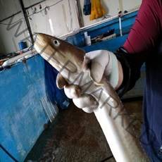 굴철철 바다장어 통영꼼장어 12시이전결재 당일발송, 1개, 붕장어3kg소(8미전후/키로)