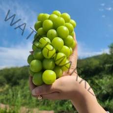 [산지직송] 영동 고당도 프리미엄 샤인머스켓 1kg/1.6kg/2kg (선물용 에어백포장), 2kg, 1개