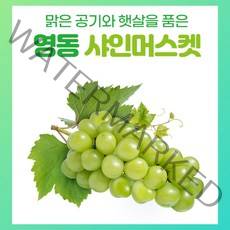 샤인머스켓 망고 포도 2kg 5송이내 영동 학산 송이꿀