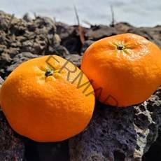 제주 하우스 감귤 황금향 선물 2kg 3kg 5kg, 로얄과