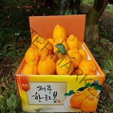 [황금농원] 고당도 서귀포 하우스한라봉 3kg 5kg, 벌크5kg대과(13-15과)