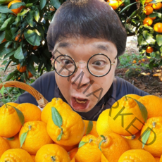 [신규등록할인] 명품 황금향5kg 가정용 선물용 청정제주의 건강한 비타민, 1box, 황금향5kg(소과 가정용)