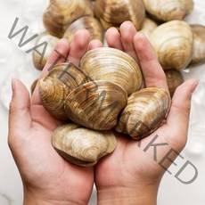 해감완료 활 백생합(소)1kg X 2팩 / 백합 생합 상합, 백생합(소)1kgX2팩, 2개