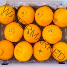 ( 산지직송 ) 맛있는 고당도 제주도 한라봉 가정용 2kg 3kg 5kg, 가정용 로얄과 5kg