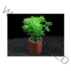 암브리아 1포트, 1개