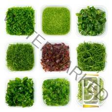 그로잇 무균수초 3배이상 양이 가득한 무균수초 조직배양 무균컵수초, 미크란테뭄