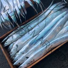 오늘잡은 당일바리 제주생물갈치 700g내외 3마리(2.1kg), 700g내외3마리(총2.1kg)