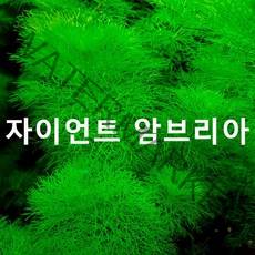 자이언트 암브리아 (6촉) 초보자수초 자연수초