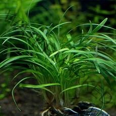 365수족관 치어보호 쉬운수초 애란 4뿌리, 1개