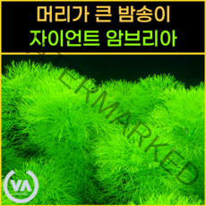 [비바소녀] 머리가 큰 밤송이를 닮은 자이언트 암브리아 (2촉) / 유경수초 구피 은신처