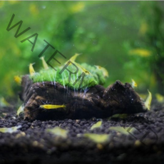 모스볼 미니유목활착 새우은신처 새우놀이터