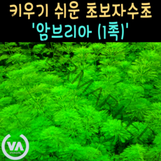 [비바소녀] 누구나 쉽게 기르는 국민수초 암브리아 (1촉) / 초보수초 인기수초