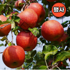 경북 달콤한 홍옥 감홍 황옥 애기 흠과 기스 상품 사과 5kg 10kg, 5kg 중 (14-18과내외), 1개